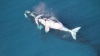 IMPRESIONANT! Un pui alb de balenă a fost filmat cu o dronă în apropiere de Australia