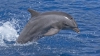 NU pentru vânarea delfinilor! Zeci de apărători ai animalelor au protestat în faţa ambasadei Japoniei