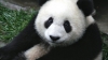 China a creat o aplicaţie de recunoaştere facială a urşilor panda