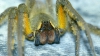 MOMENTE DE GROAZĂ! O familie a găsit în banane păianjeni veninoşi care provoacă erecţie de patru ore