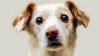 INTERVENŢIE DE URGENŢĂ! Un câine, salvat de la moarte după ce a rămas blocat într-o groapă (VIDEO)