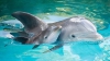 INEDIT! Oamenii de știință au înregistrat pentru prima oară o "conversație" între doi delfini