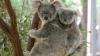 ESTE INCREDIBIL! Ce face un urs koala când vede că puiul său nu poate trece peste un gard (VIDEO)