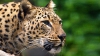 ADORABIL! Cum reacţionează un băieţel la atacul unui leopard (VIDEO)