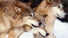 STUDIU: Numărul haitelor de lupi din Germania continuă să crească, la 150 de ani după extincţie