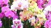 Plante elegante și pline de flori! Sfaturi despre cum se îngrijesc corect orhideele