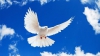 Ziua Internațională a Păcii, marcată în toată lumea. Descoperă simbolurile acestei sărbători (VIDEO)