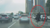 SCENE INCREDIBILE în trafic! Un bărbat călare pe un struţ GONEŞTE printre maşini (VIDEO)