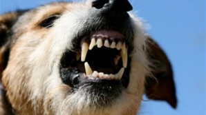 ALERTĂ! Un bărbat, diagnosticat cu RABIE după ce a fost muşcat de propriul câine