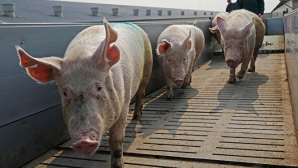 Pesta porcină, ținută sub control. Autoritățile asigură că NU există riscul răspândirii virusului