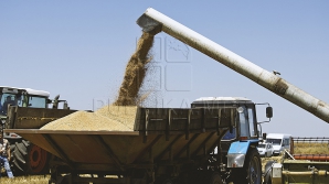 Previziunile Organizației pentru Alimentație și Agricultură a Națiunilor Unite: Care va fi recolta de grâu la nivel global