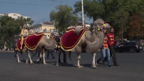 Cavalcadă pe străzile Capitalei! Artiştii circului au străbătut orașul călare pe cai şi cămile