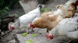 Un nou virus ameninţă păsările domestice din Moldova! Recomandările veterinarilor pentru gospodari