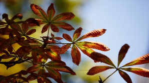 METEO 6 septembrie: Toamna se face tot mai simţită. Câte grade vor indica termometrele