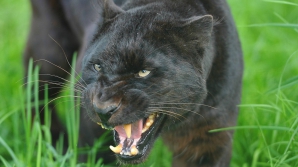 HOROSCOP! Care este cea mai periculoasă zodie