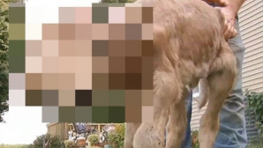 Creatura care A ÎNGROZIT planeta. Imaginile au făcut ÎNCONJURUL LUMII 