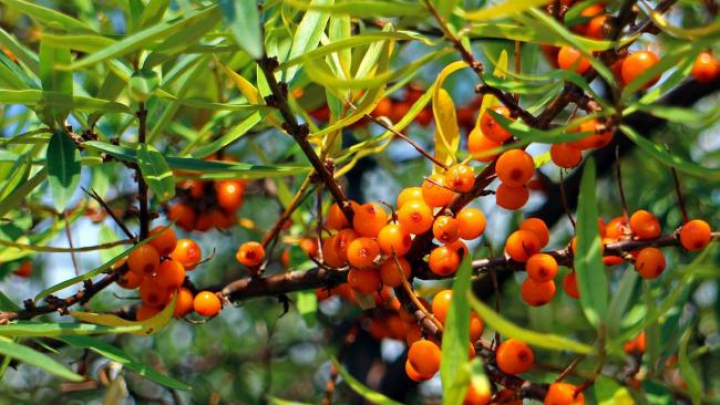 BINE DE ŞTIUT! Ce efecte are cătina asupra sănătăţii