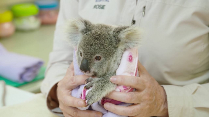 EMOŢIONANT! Un pui de koala care şi-a pierdut mama se consolează cu o jucărie de pluş (VIDEO)