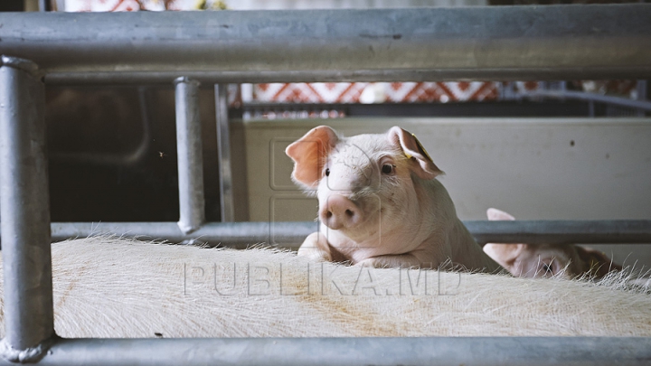 Pesta porcină africană, în Moldova. Declaraţiile Ministrului Agriculturii şi vicedirectorului ANSA