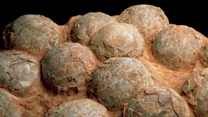 DESCOPERIRE UIMITOARE! Cuiburi cu ouă de dinozaur au fost găsite în România