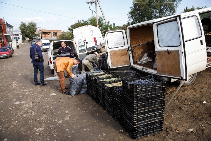 Mirosul de must a pus stăpânire pe ţară! Gospodarii promit vin de cea mai bună calitate (FOTOREPORT)