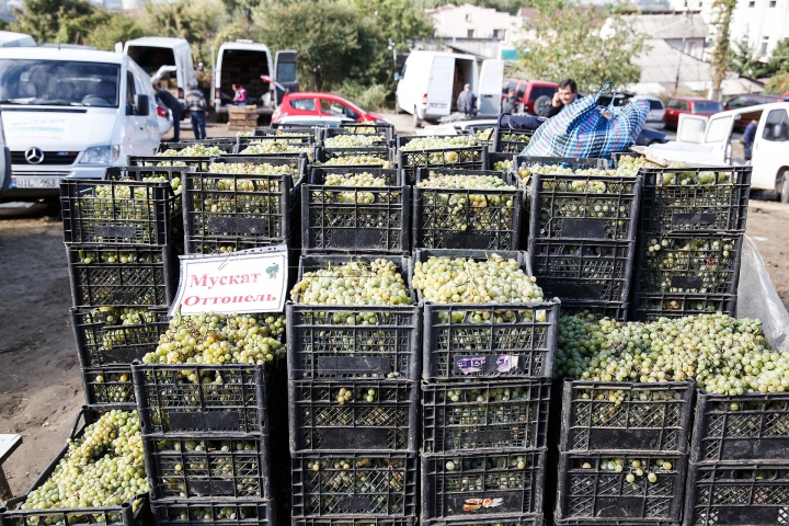 Mirosul de must a pus stăpânire pe ţară! Gospodarii promit vin de cea mai bună calitate (FOTOREPORT)