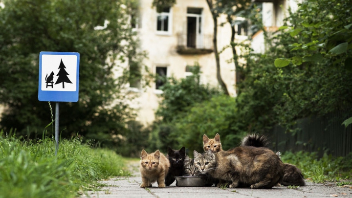 Ce drăguţ! În capitala Lituaniei au fost instalate marcaje rutiere pentru fraţii noştri mai mici (FOTO)