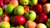 Festivalul Mărului: Cele mai gustoase și mai frumoase mere sunt vedeta zilei la Soroca