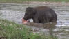 Moment impresionant: Un elefant străbate un râu întreg pentru a-și salva dresorul de la înec (VIDEO)