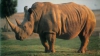 Misiune COMPLICATĂ pentru pădurarii unei rezervaţii naturale. Drama prin care a trecut un rinocer (VIDEO)