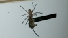 IMAGINI ŞOCANTE! Un păianjen transportă fără probleme un șoarece (VIDEO VIRAL)