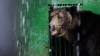 DOSAR PENAL în cazul ursului ucis în Sibiu