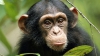 Maimuțele au dovedit-o: Nu trebuie să fii om pentru a înțelege ce gândește altcineva