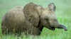 BATJOCURĂ FAŢĂ DE ANIMALE! Elefanți loviți cu smoală în flăcări de mai mulți bărbați (IMAGINE REVOLTĂTOARE)