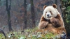 ADORABIL! Cum arată singurul urs panda de culoare maro din lume (VIDEO)