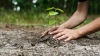 Să ne facem ţara mai verde! Zeci de angajaţi ai Ministerului Mediului au plantat puieţi în toată ţara
