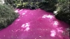 Apa unui râu s-a colorat, brusc, în roz strălucitor. Motivul este unul HALUCINANT