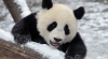 Moment adorabil la zoo! Bucuria fără margini a unui urs panda, care a văzut zăpadă pentru prima dată