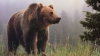 IMAGINI ŞOCANTE! Momentul în care ursul care a speriat Sibiul este împuşcat (VIDEO 18+)