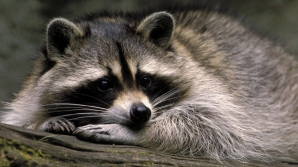 Câinele enot HOŢ, vedetă pe Internet. A încercat să fugă un un telefon (VIDEO)