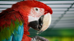 Ca-n filme. O femeie divorțează după ce papagalul i-a dezvăluit că soțul o înșală