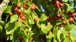 BOMBA de VITAMINE care creşte şi în Moldova! Cum arată frunctul-minune de lângă Capitală (VIDEO)