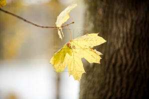 Temperaturi generoase în luna noiembrie! Ce spun meteorologii despre încălzirea vremii