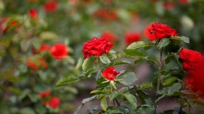 ATENŢIE, iubitori de flori! TRUCUL simplu prin care trandafirii rezistă până la o săptămână în vază