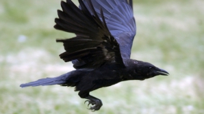 CA ÎN FILME DE GROAZĂ! Locuitorii unui oraş din Anglia, TERORIZAŢI de CIORI AGRESIVE