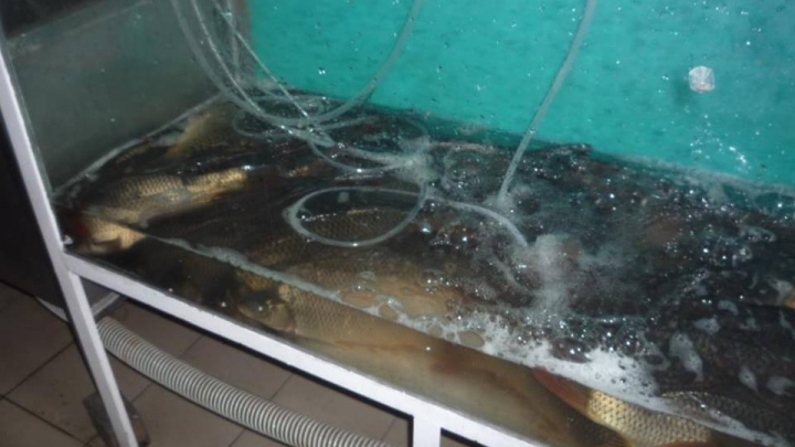 Amenzi USTURĂTOARE pentru vânzătorii ambulanţi de peşte fără acte în regulă (FOTO)