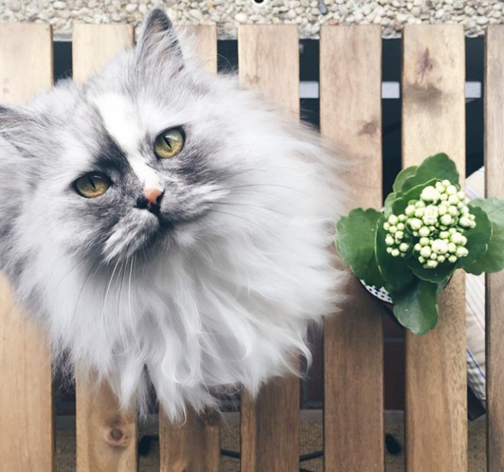 Pufoşenii ADORABILE! Cele mai frumoase pisici din lume (GALERIE FOTO)