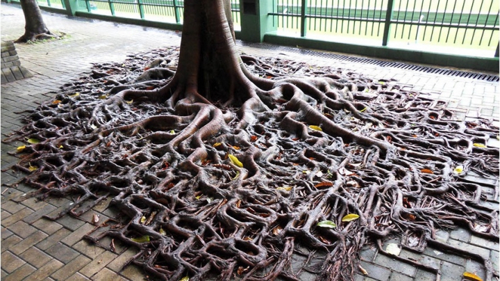 IMPRESIONANT! Fotografii care demonstrează că natura poate învinge civilizaţia (FOTO)