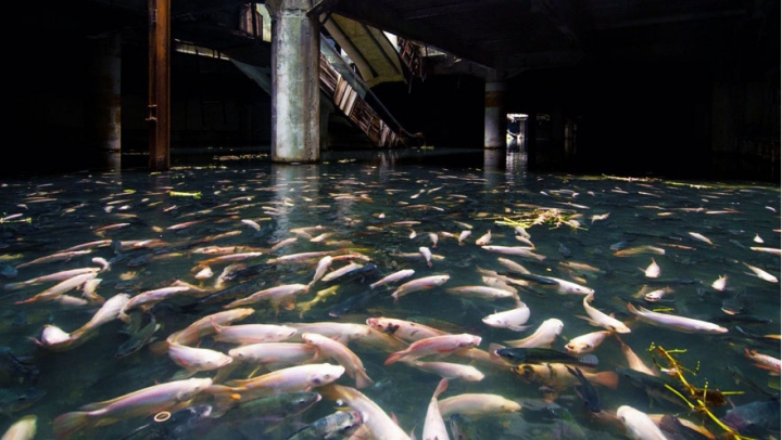 IMPRESIONANT! Fotografii care demonstrează că natura poate învinge civilizaţia (FOTO)