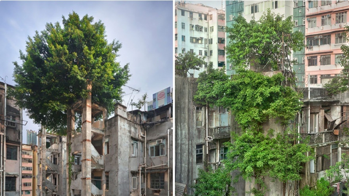 IMPRESIONANT! Fotografii care demonstrează că natura poate învinge civilizaţia (FOTO)